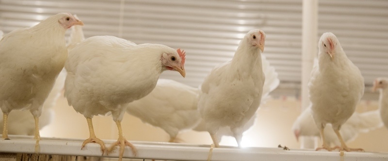 Semestervikarier till vår djurproduktion