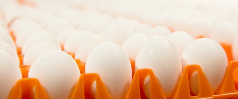 Äggproduktionsförman